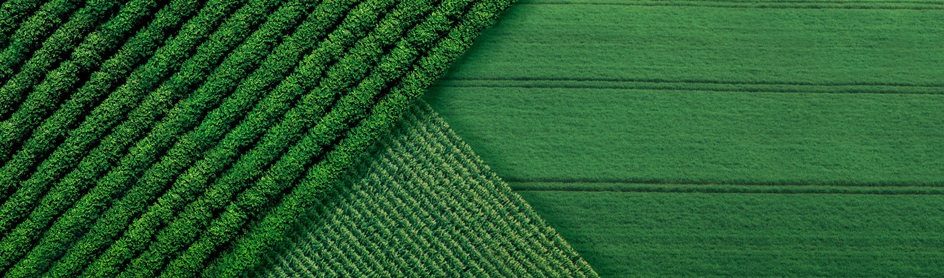 green field