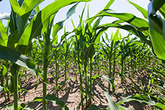 Growing Conditions