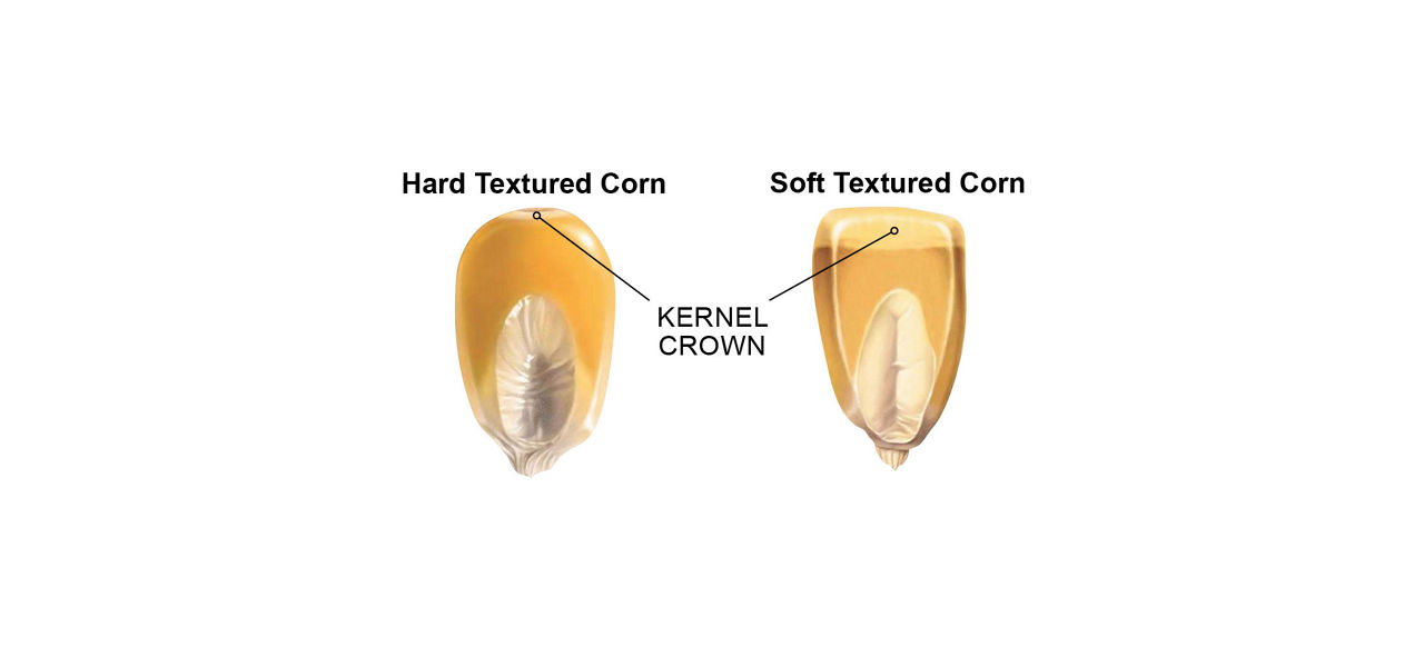 A higher kernel corn score indicates a smaller amount of soft - floury - starch .
