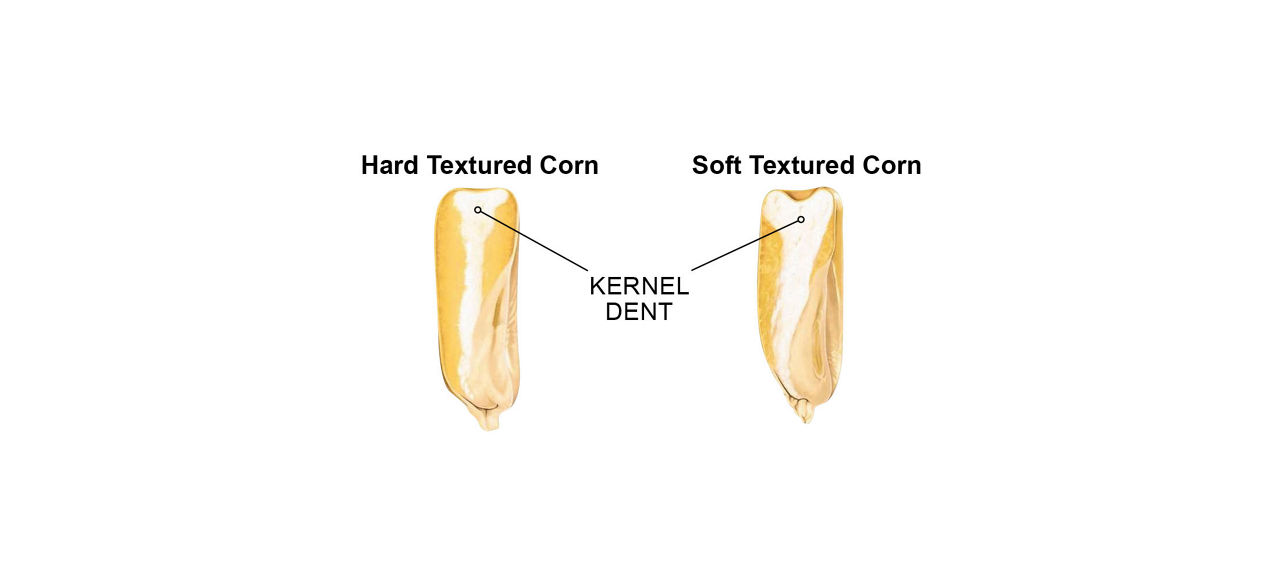 The kernel dent score is based on the physical size of the dent