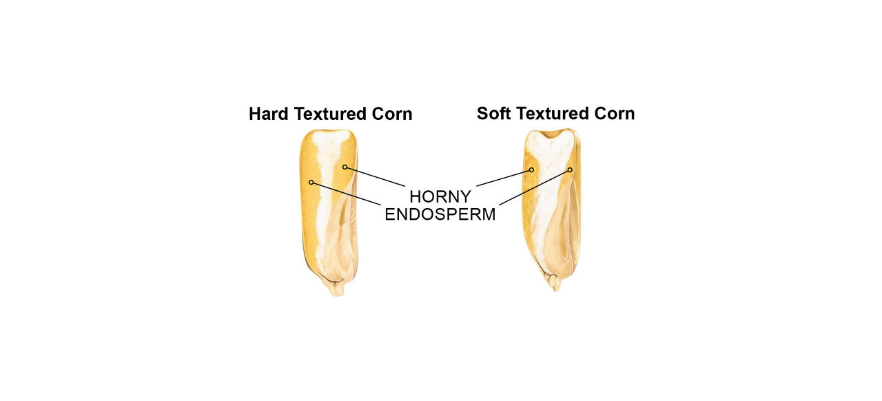 The hard endosperm score is determined from visual observation of cross-sectioned kernels