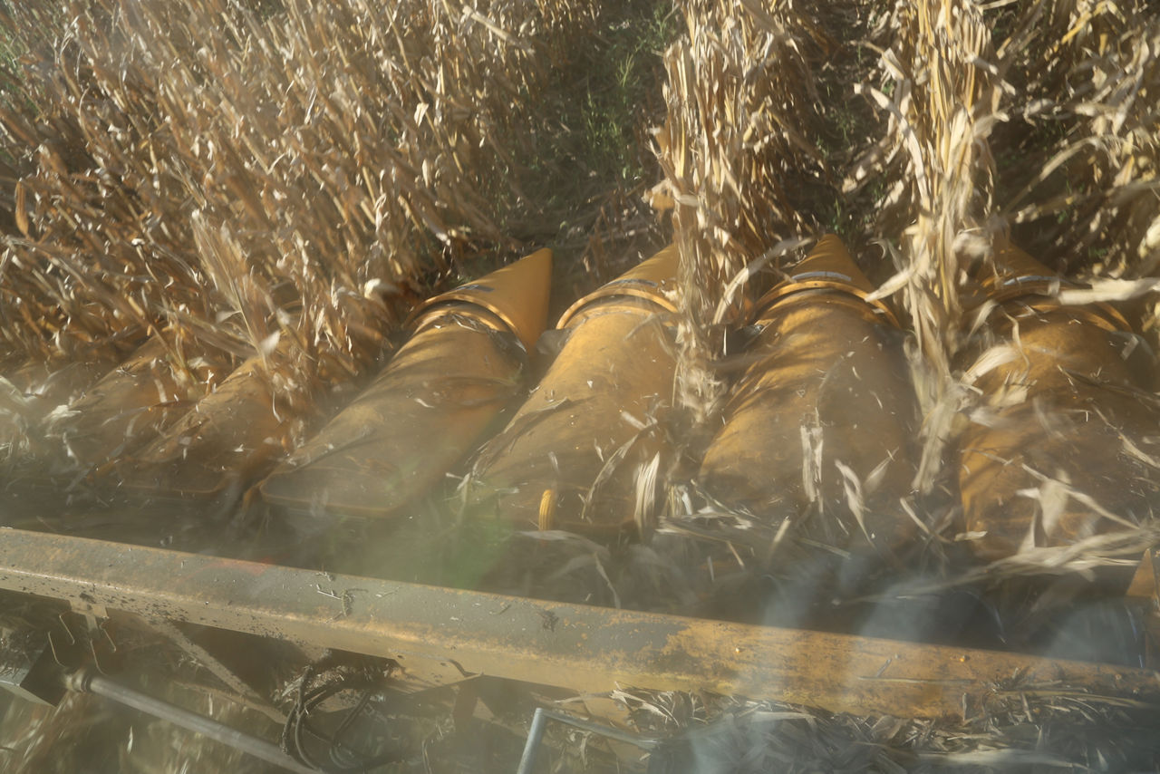 header of picker harvesting corn