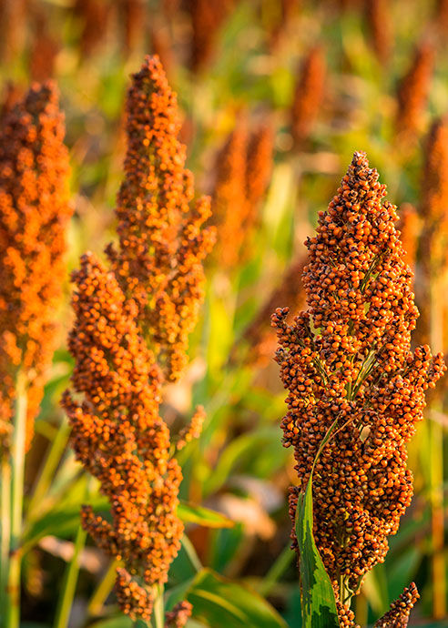 Híbridos de Sorgo