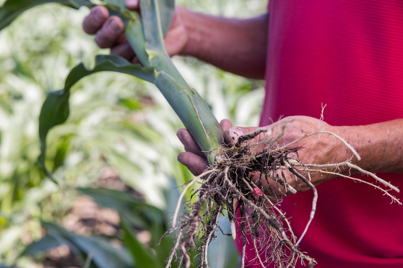 Corn Rootworm Management