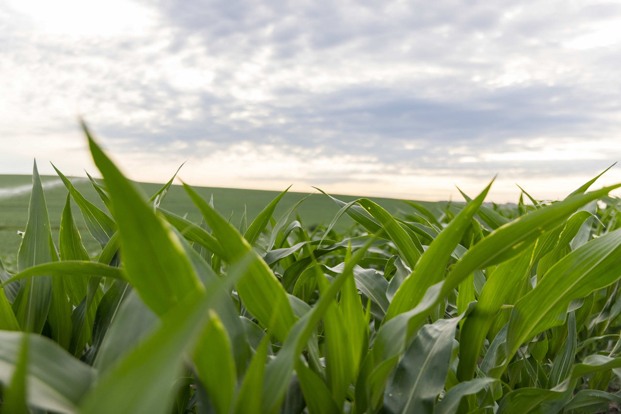 Get Pioneer's Corn and Soybean Scouting Calendar