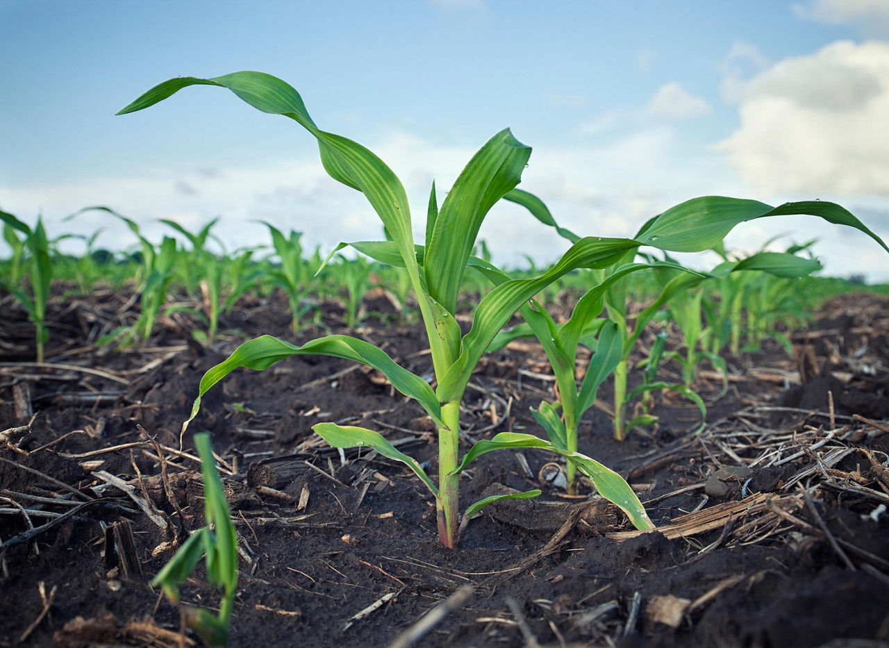Maximizing Corn Nitrogen