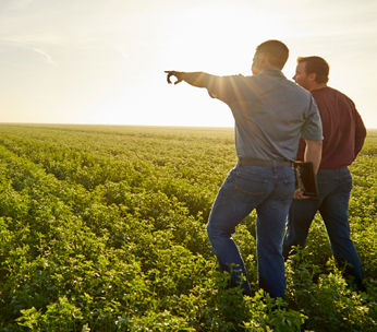 men walking in soybean field