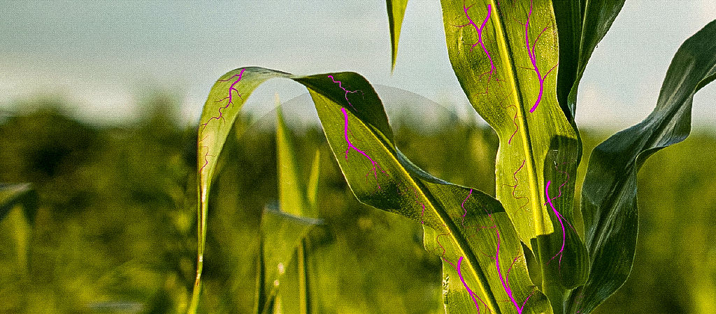Planta de milho