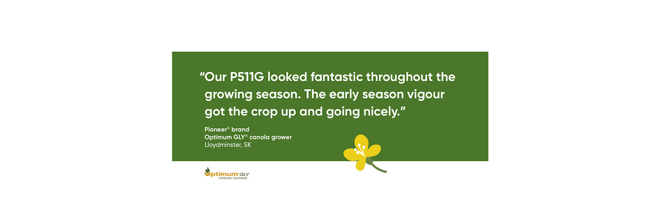 Our P511G looked fantastic throughout the growing season. The early season vigour got the crop up and going nicely.