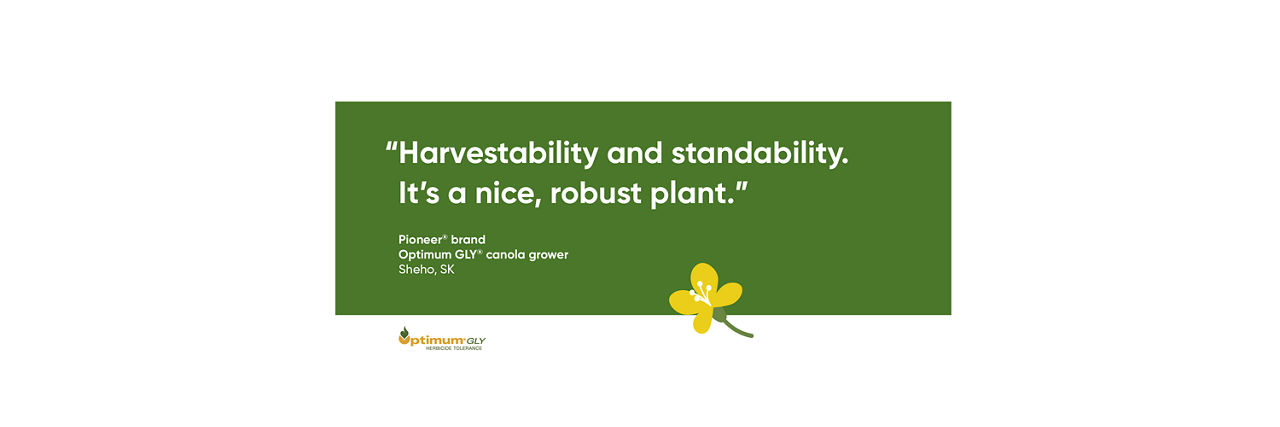 Harvestability and standability. It’s a nice, robust plant