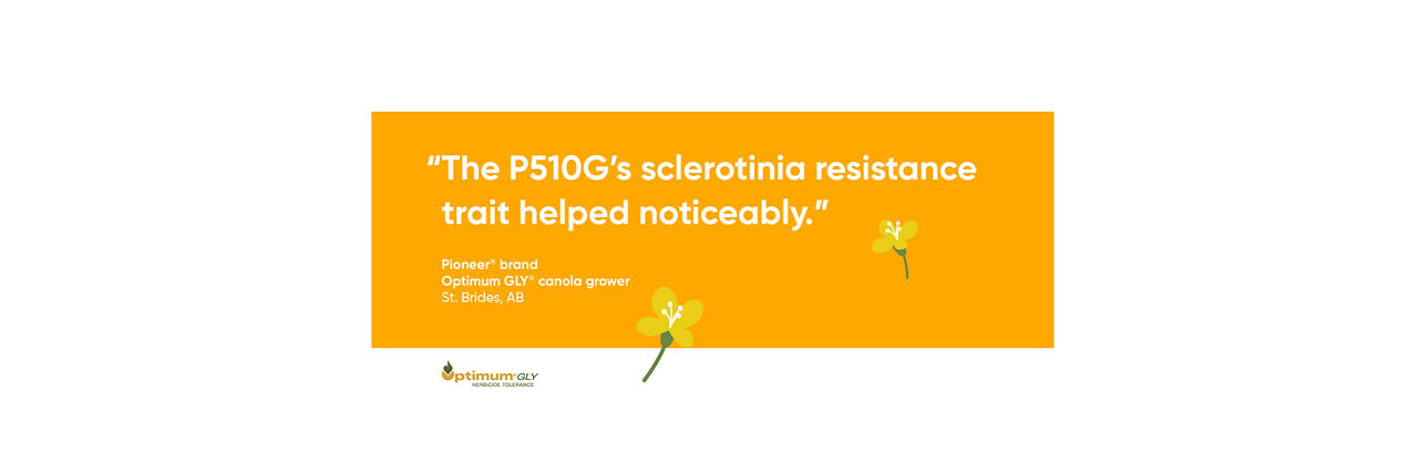 The P510G’s sclerotinia resistance trait helped noticeably.