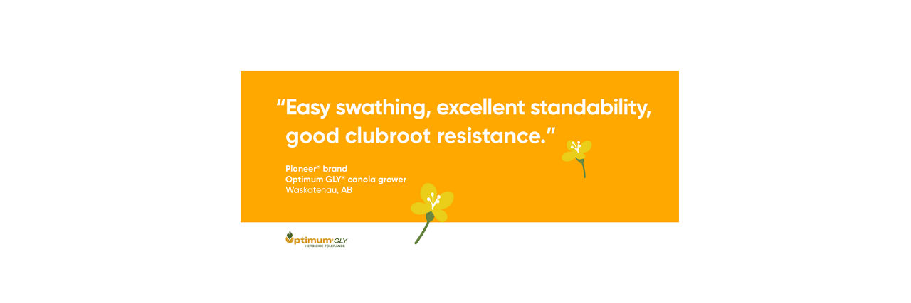 Easy swathing, excellent standability, good clubroot resistance