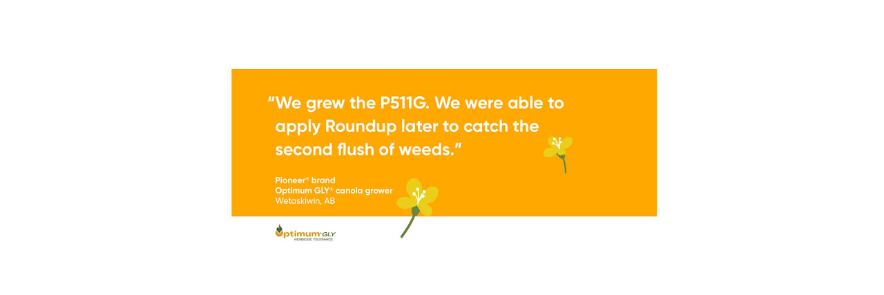 We grew the P511G. We were able to apply Roundup later to catch the second flush of weeds