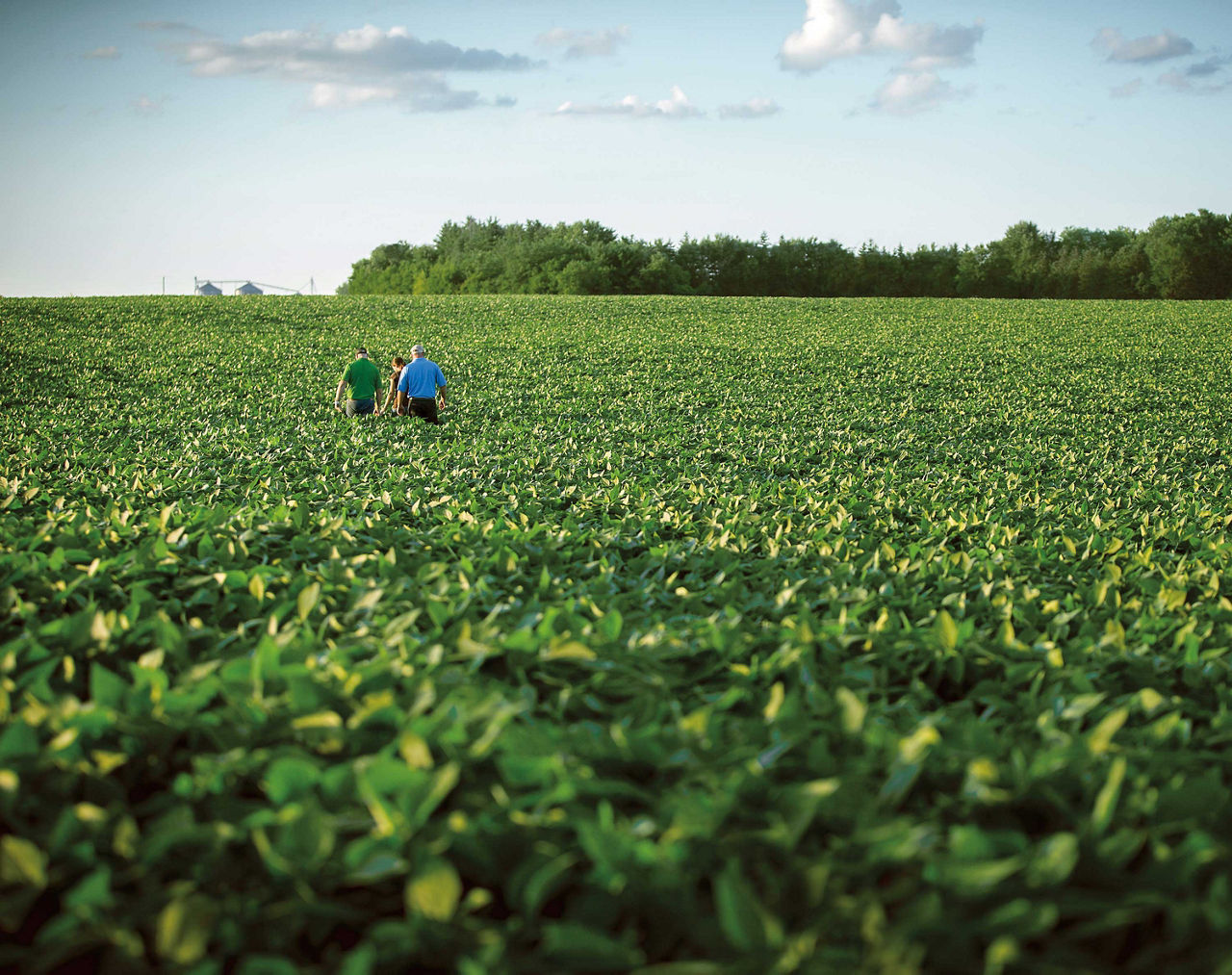 Glyphosate-resistant Weeds