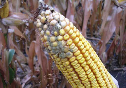 Photo - Corn ear showing Aspergillus ear rot symptoms.