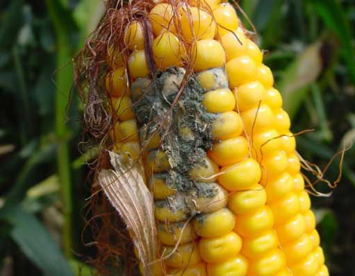 Photo - Corn ear showing aspergillus ear mold symptoms - closeup