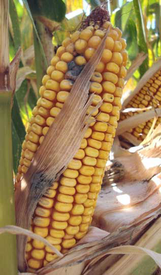 Photo - Aspergillus infection on corn ear following hail injury.