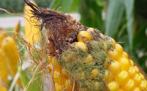 Photo - Corn ear tip showing aspergillus ear mold.