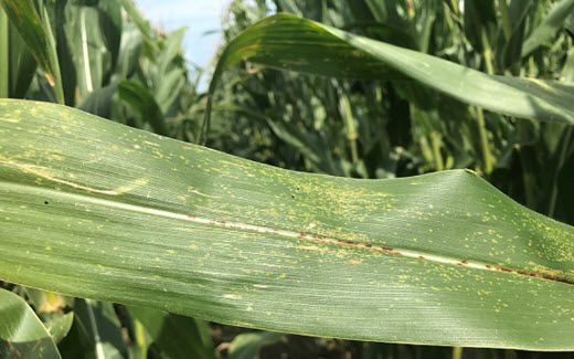 Physoderma Brown Spot - Corn Leaf, closeup
