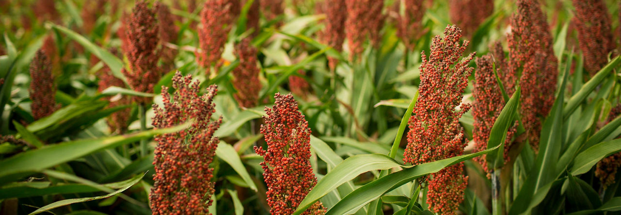 Photo - sorghum plants in field - closeup