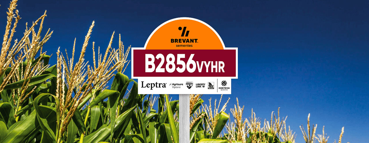 placa_milho_B2856VYHR