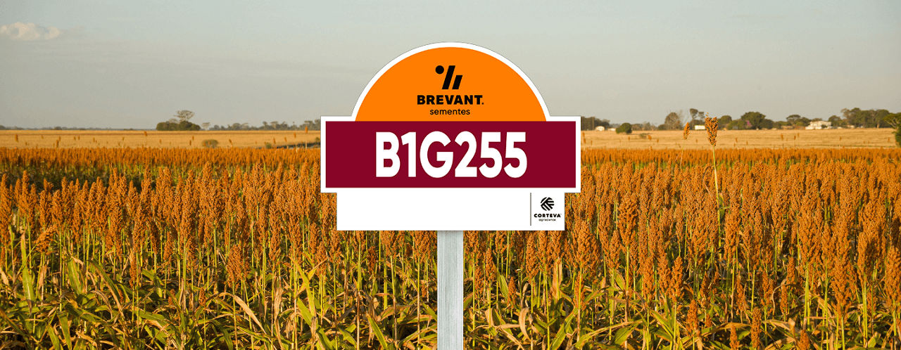 placa_sorgo_B1G255