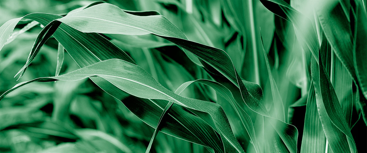 Corn