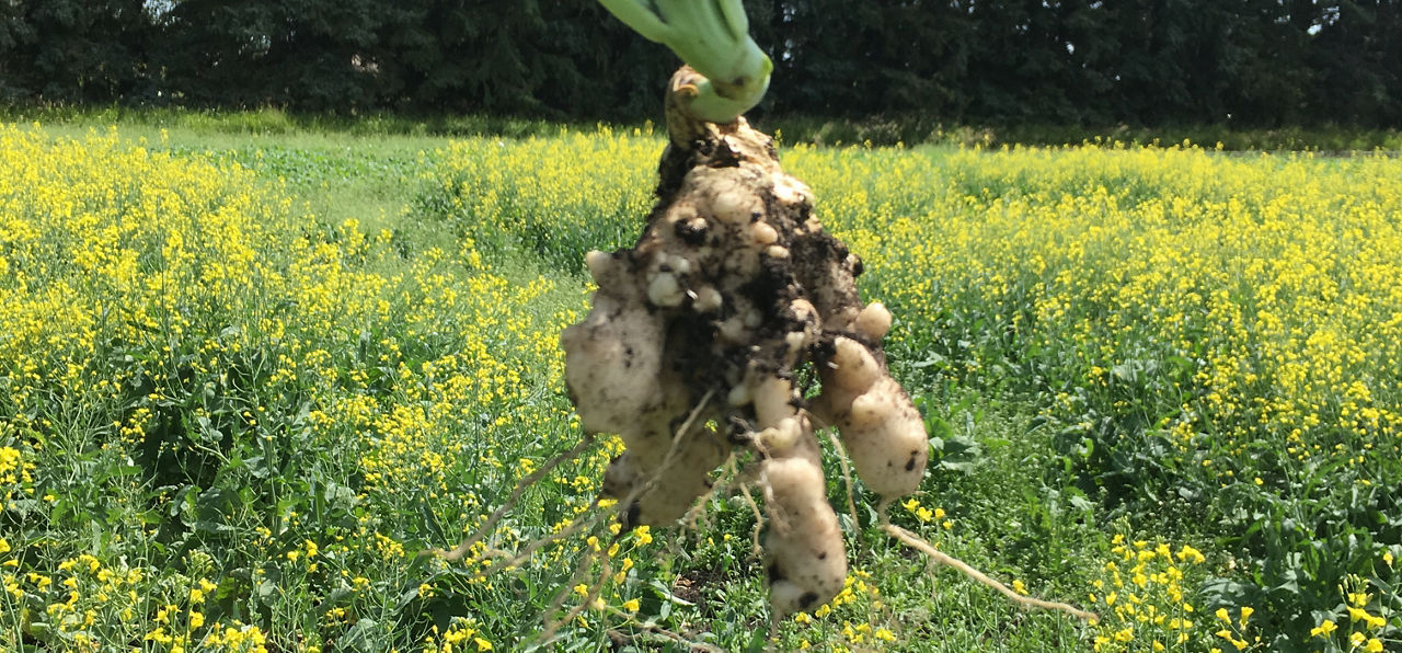 clubroot disease