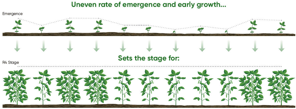 Uneven soybean emergence and early growth