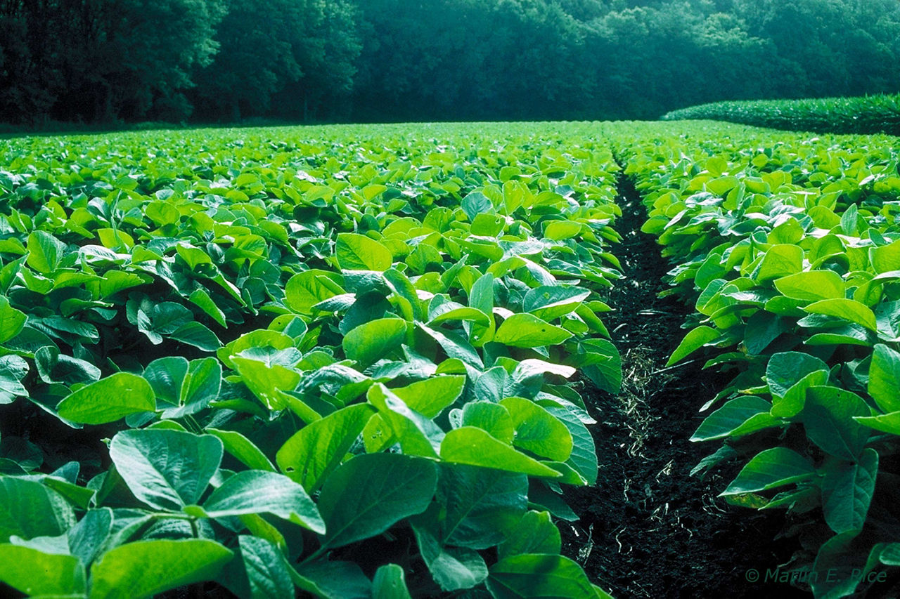 Elite Genetics, Industry-leading Agronomics