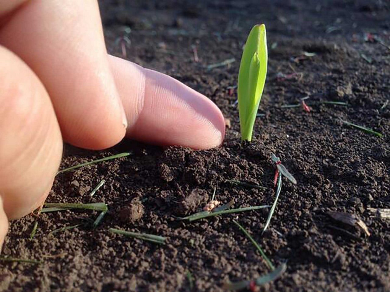 Staging Corn Growth