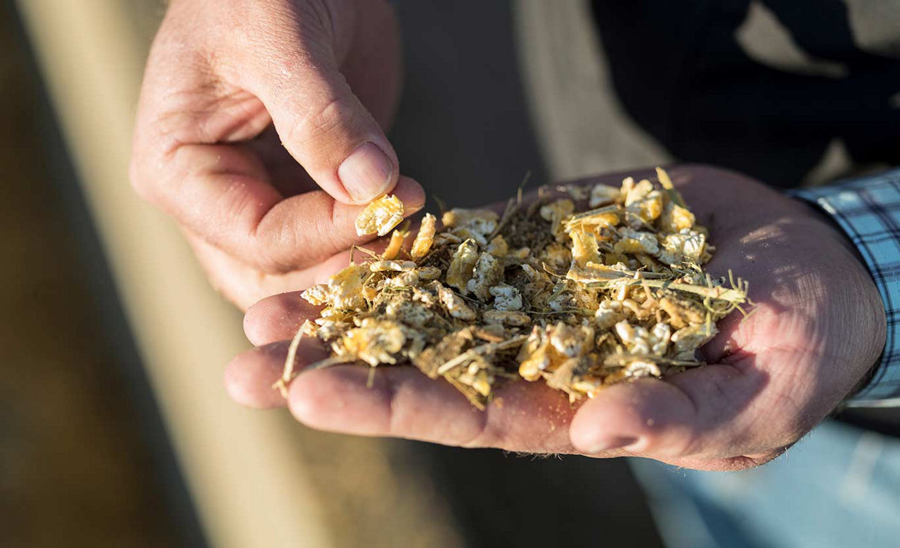 Corn Silage Management