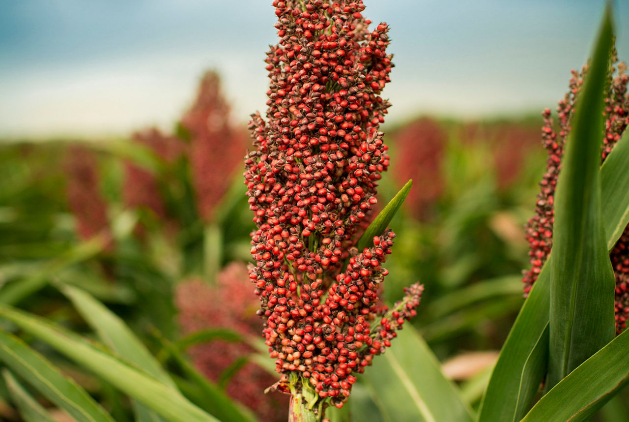 Groundbreaking Herbicide Tolerance