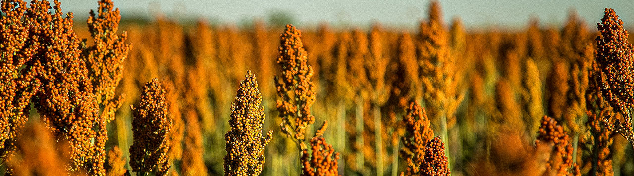 Lavoura de sorgo
