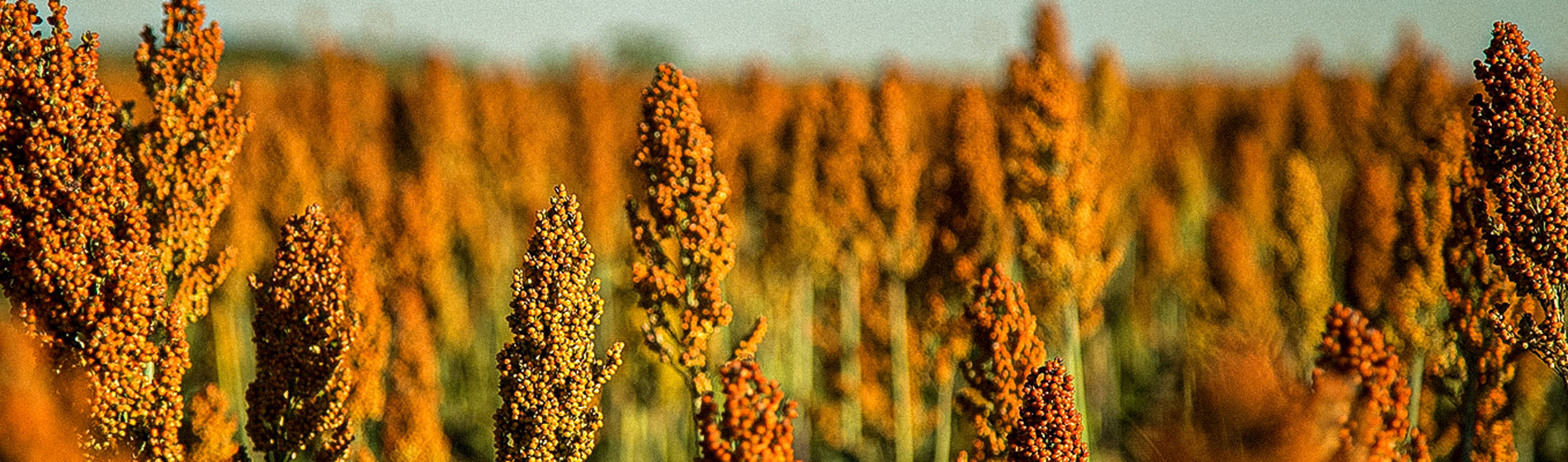 Sorgo
