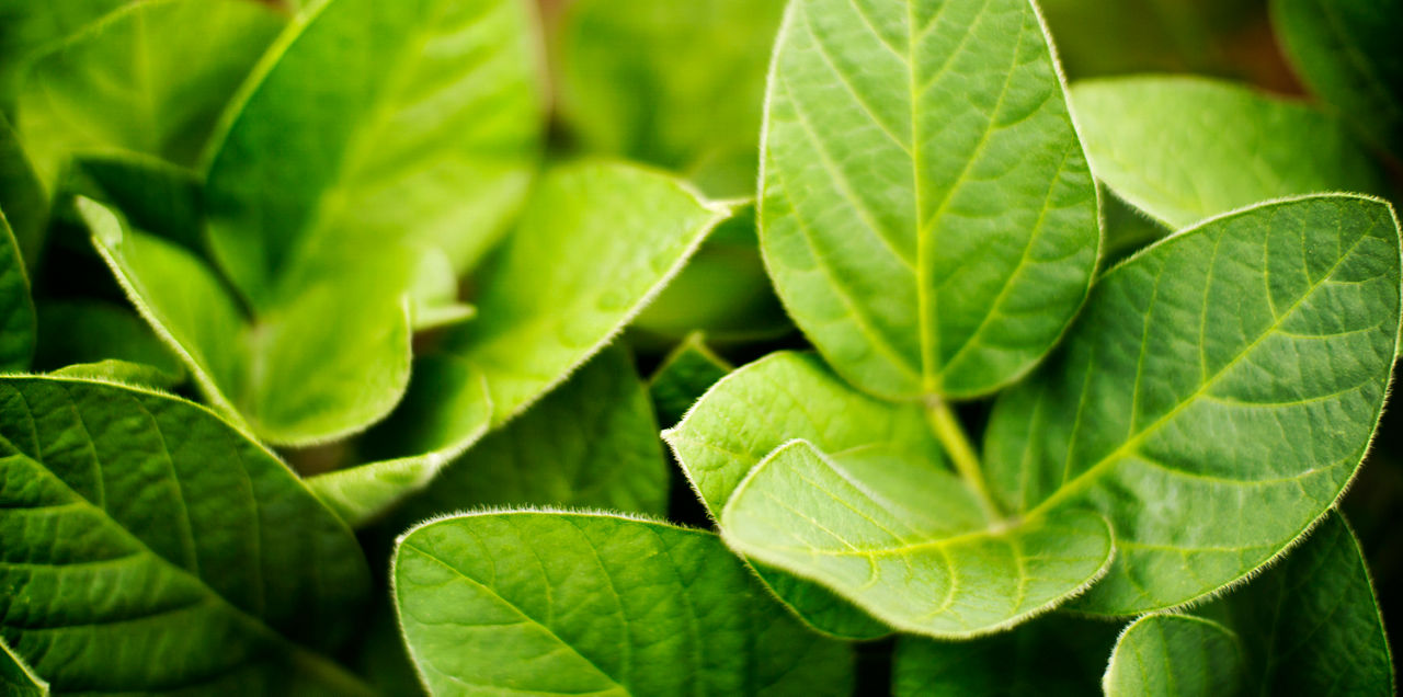 soybean close up