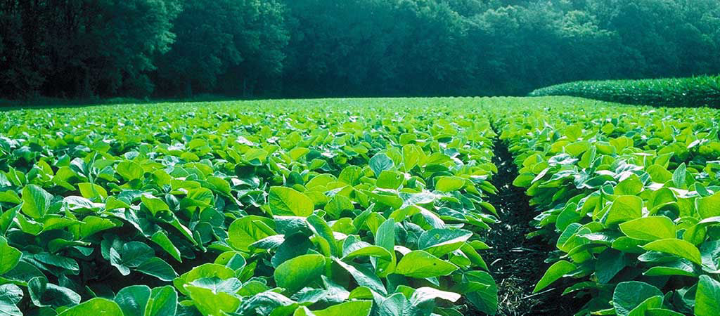 Soybean field - midsummer - scenic view