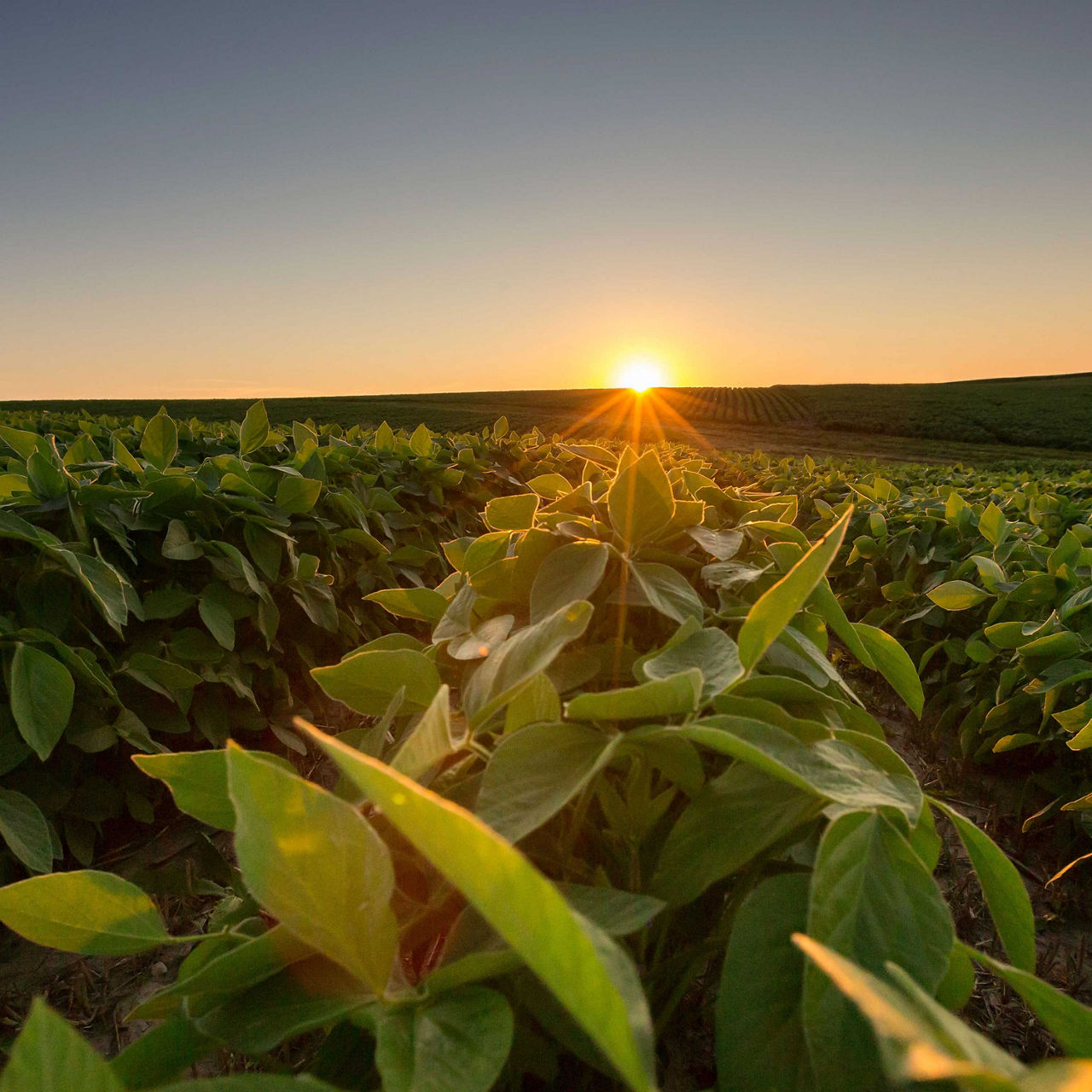 Conventional Soybean Varieties