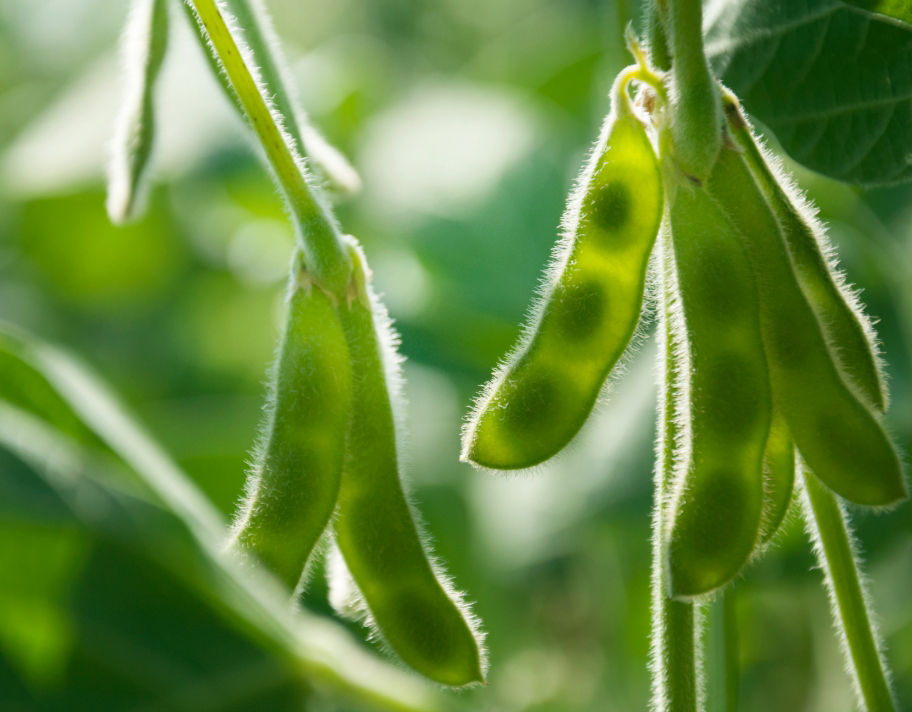 soybean pods