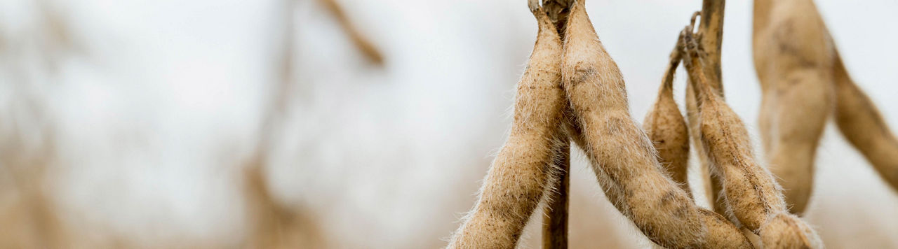 High Yield Potential A-Series Soybeans