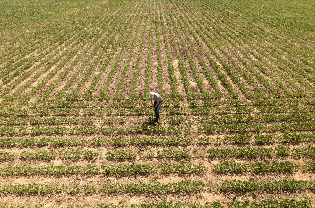 Soybean Seeding Rates