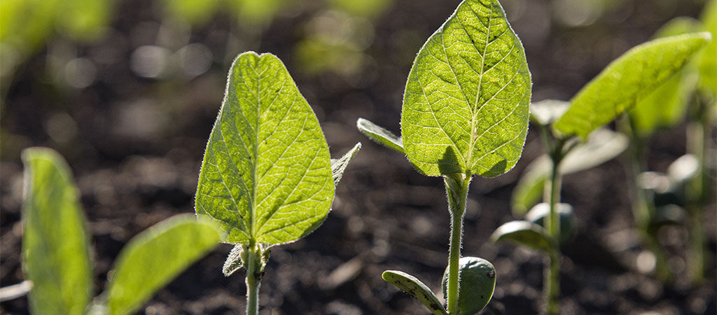 soybean seedlings in field