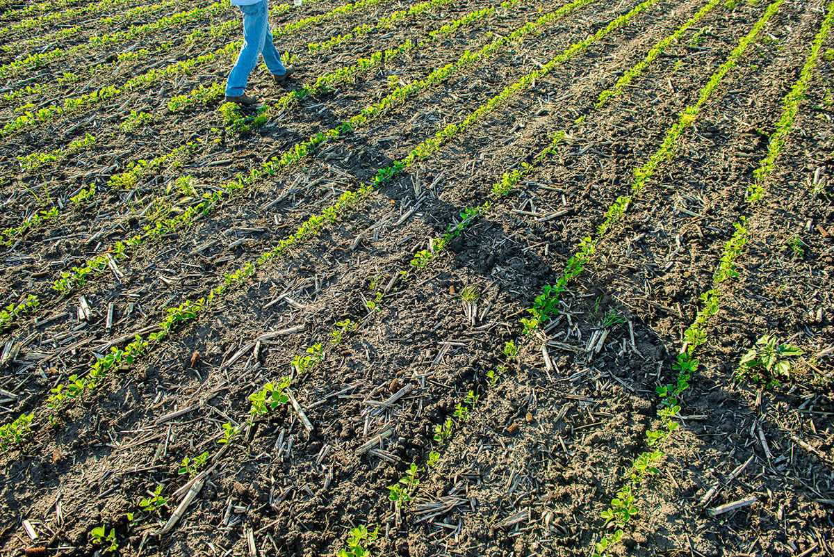 Planting Date Impact on R1-R6