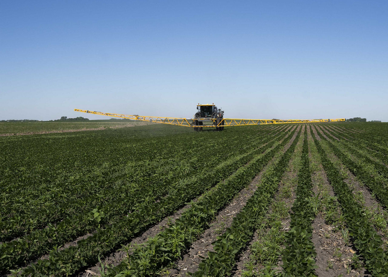 soybean field - early season
