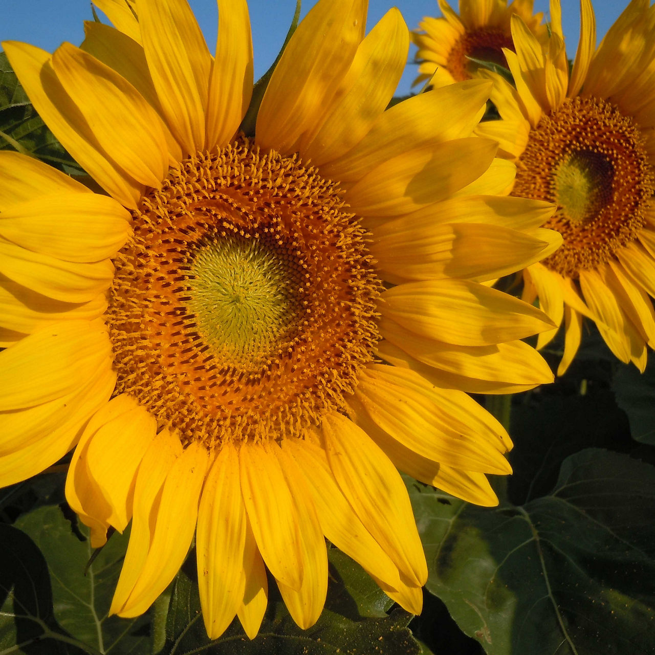 Sunflowers closeup - in bloom