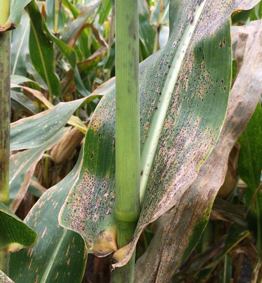 Tar spot of corn