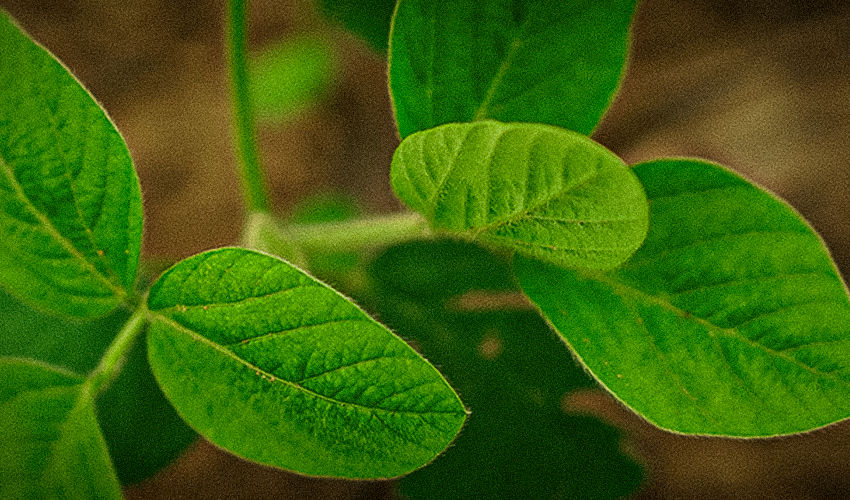 Soja
