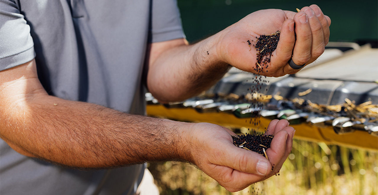 A farmer holding two handfuls of winter canola seeds.