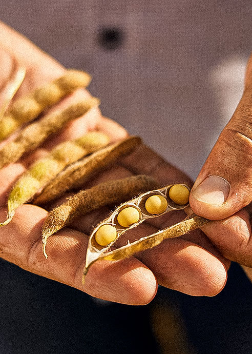 Sementes de soja na mão de um homem