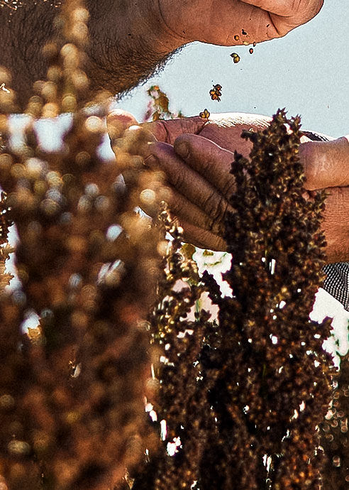 Homem soltando sementes de sorgo nas mãos de outro homem.